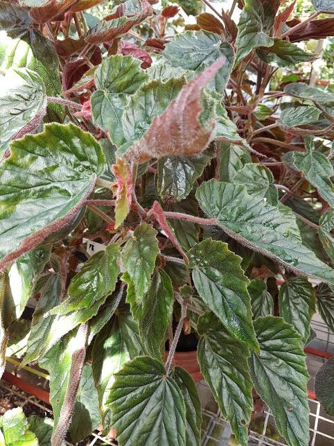 B. ‘Jean Lotte’